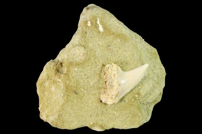 Fossil Mako Shark Tooth On Sandstone - Bakersfield, CA #144519